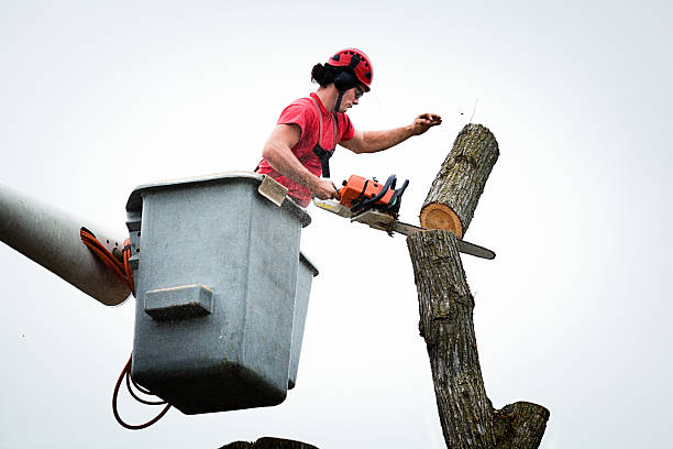 How Our Tree Care Process Works  in  Laymantown, VA